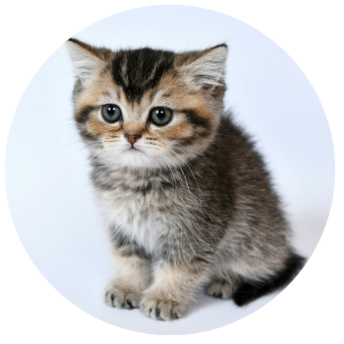gato
