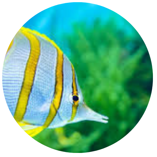 peixes